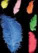 Plumes 30/40 cm